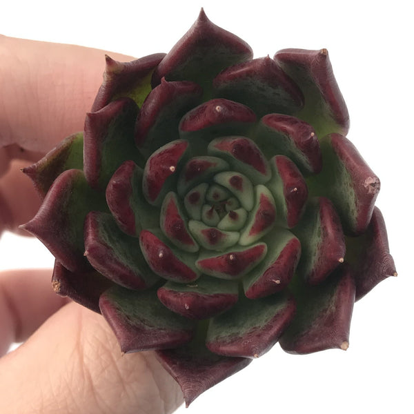 Echeveria Agavoides 'Johnnie Walker' 1" New Hybrid Succulent Plant