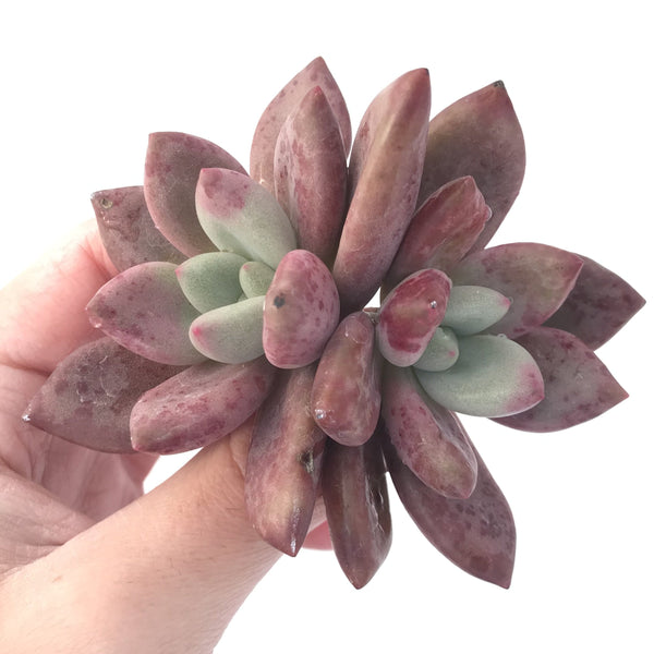 Graptoveria 'Ruby Donna' 3" Succulent Plant