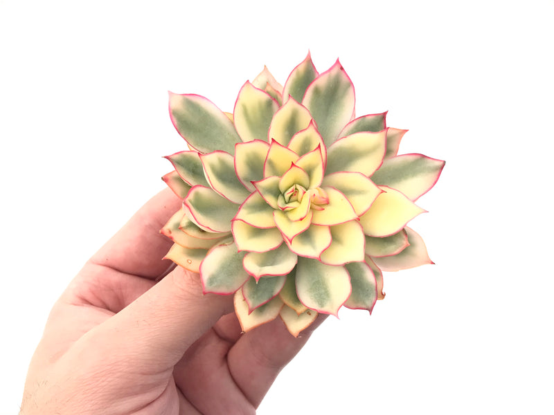 Echeveria 'Esther' Variegated 3"-4" Succulent Plant