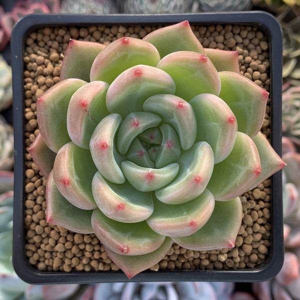 Echeveria Agavoides 'Shallot' 3" Succulent Plant