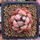 Echeveria 'Lindysana' Hybrid 1"-2" Succulent Plant