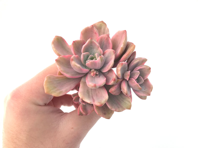 Graptoveria 'Mrs. Richards' Variegated 4" Cluster Succulent Plant