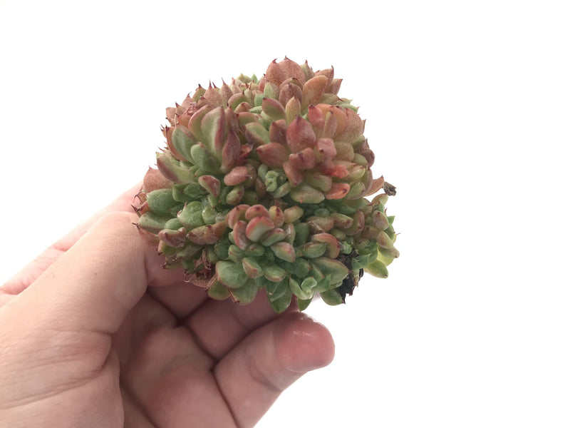 Echeveria Agavoides 'Rajoya' Crested 3" Succulent Plant