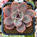 Echeveria 'Dark Chocolate' 2" Succulent Plant