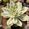 Orostachys 'Fuji' Variegated 3" Succulent Plant