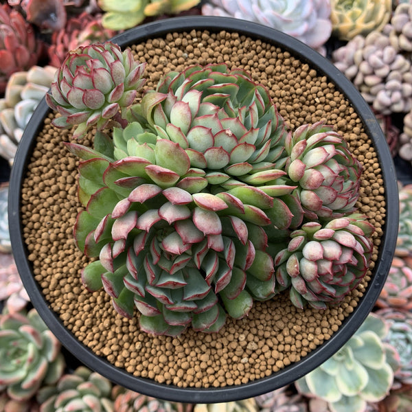 Echeveria 'Karen' 5"-6" Cluster Succulent Plant