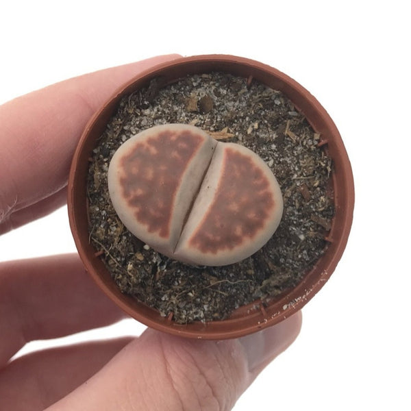 Red Lithop 1"-2"