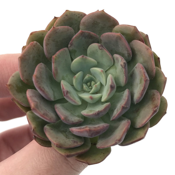 Echeveria 'Bath Bomb' 1"-2" Succulent Plant