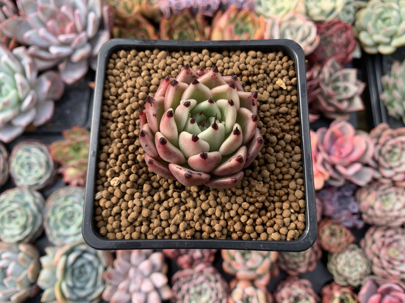 Echeveria Agavoides 'Black Cat' 1" Succulent Plant