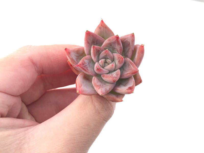 Echeveria sp. 2"-3" Succulent Plant