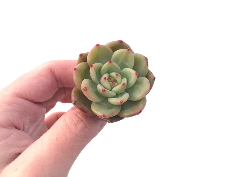 Echeveria Agavoides 'Monroe Chanel' 1" Succulent Plant