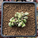 Crassula 'Gollum' Variegated 1" Succulent Plant