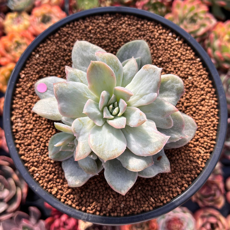 Graptoveria 'Harry Watson' Mutated 4" Succulent Plant