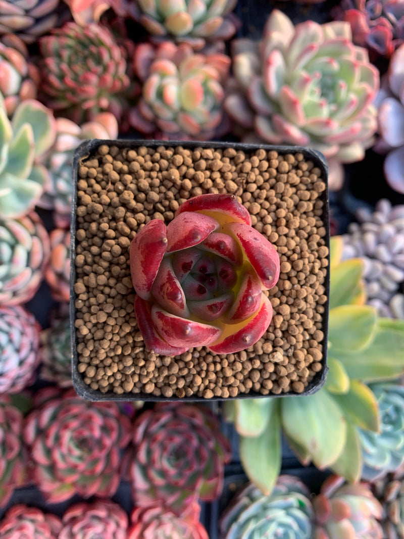 Echeveria Agavoides 'Casio' 1" Small Succulent Plant