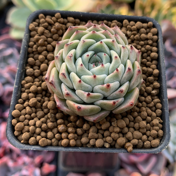 Echeveria 'Choco Top' 2" New Hybrid Succulent Plant