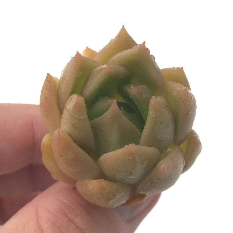 Echeveria Agavoides 'Chimera' 1" Succulent Plant