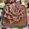 Echeveria Agavoides 'Jade Star' Selected Clone 4"-5" Succulent Plant