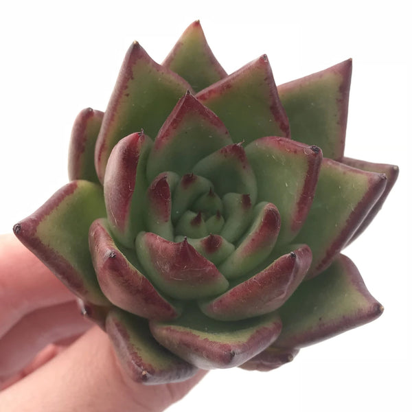 Echeveria Agavoides Ebony 3” Rare Succulent Plant