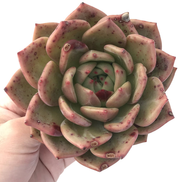 Echeveria Agavoides 'Orange Champaign' 6" Large Succulent Plant