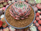 Echeveria sp. 5" Powdery Succulent Plant