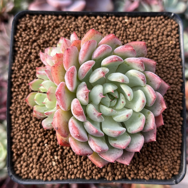 Echeveria 'Aaron' 2" Cluster Succulent Plant