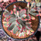 Cotyledon 'Orbiculata' Variegated 4" Succulent Plant