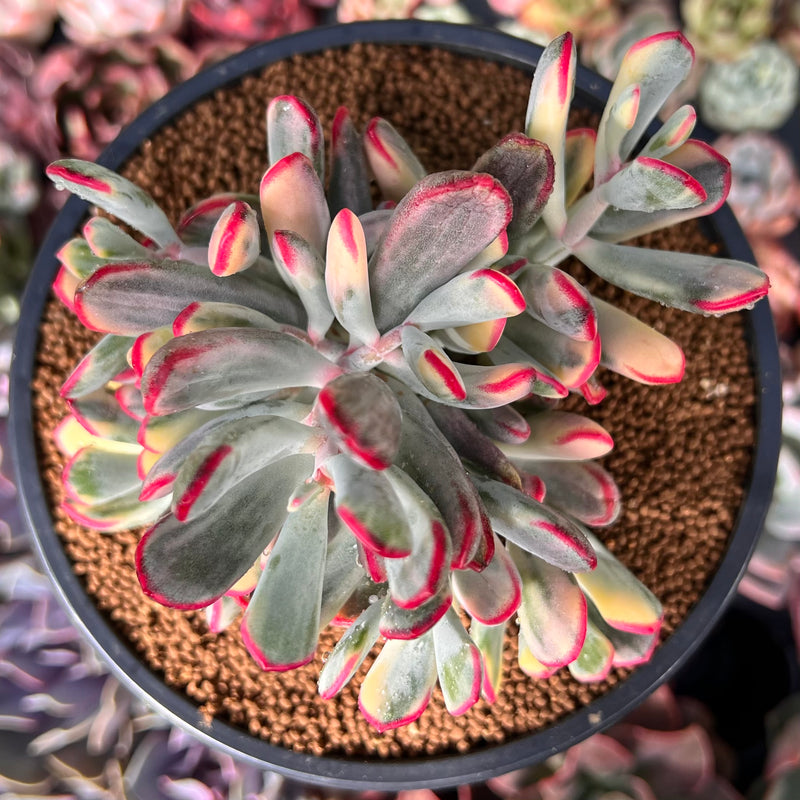 Cotyledon 'Orbiculata' Variegated 4" Succulent Plant