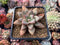 Echeveria 'Angela Star' 2"-3" Succulent Plant