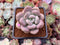 Pachyphytum Oviferum 'Tsukibijin' 2" Succulent Plant