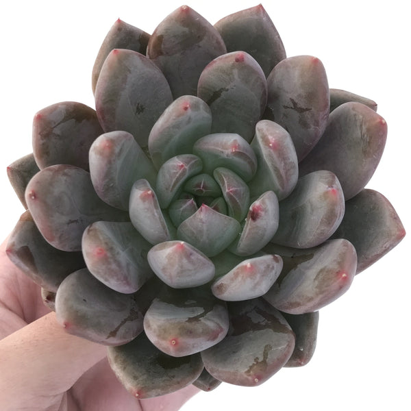 Echeveria 'Zenith' 5" Extra Large Succulent Plant