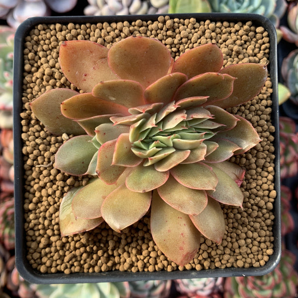 Echeveria 'Jin Cheol Hong' Crested 2"-3" Succulent Plant