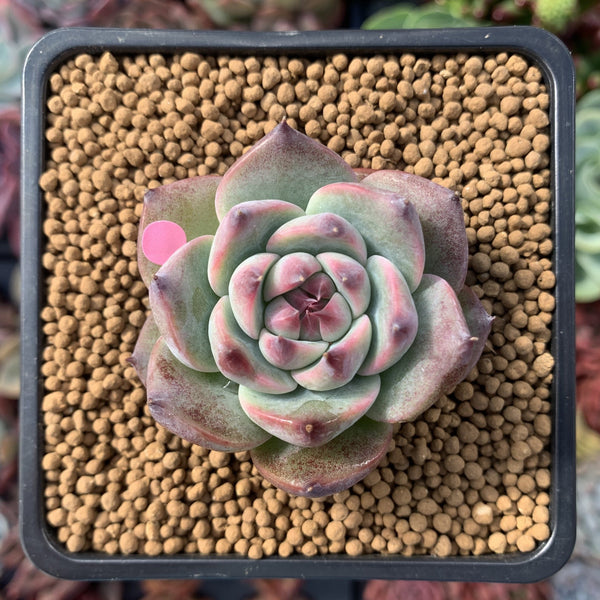 Echeveria 'Momotarou' 1"-2" Succulent Plant