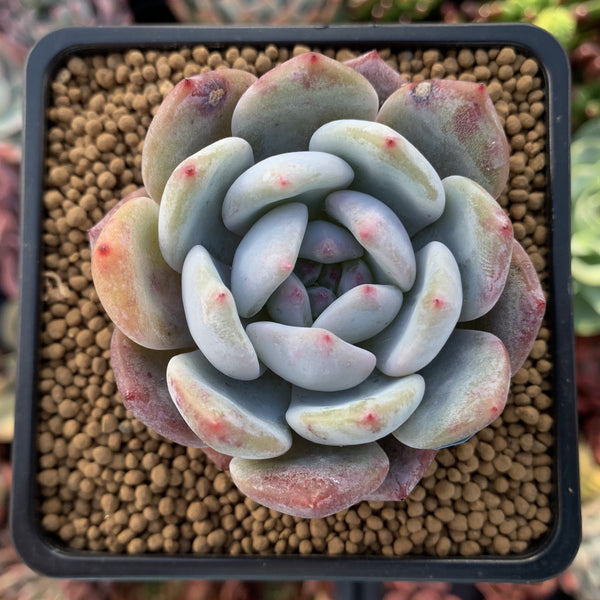 Echeveria 'Orange Monroe' 2" Powdery Succulent Plant