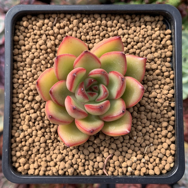 Echeveria Agavoides 'Rocci' 2" Succulent Plant