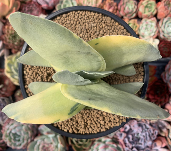 Crassula 'Falcata' Variegated 4"-5" Succulent Plant