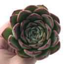 Echeveria 'Amor' 4" Succulent Plant