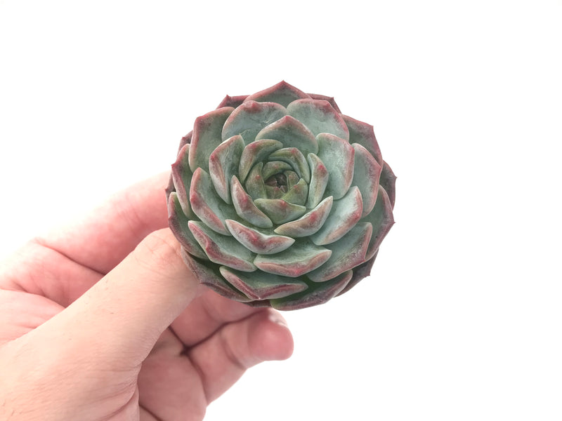 Echeveria 'Helena' Hybrid 2"-3" Powdery Succulent Plant