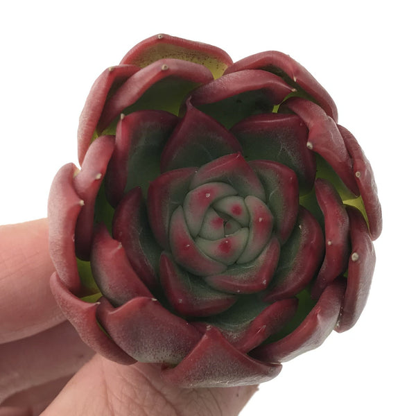 Echeveria Agavoides 'Love Letter' 3" Succulent Plant