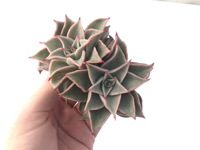 Echeveria 'Madiba' 3"-4" Succulent Plant