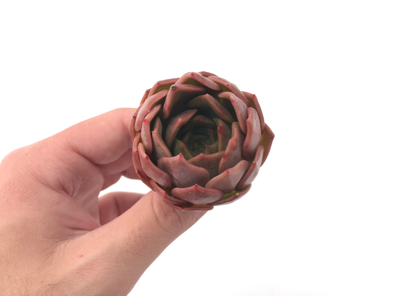 Echeveria 'Nocturnal' New Hybrid 2"-3" Succulent Plant