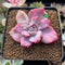 Graptoveria 'Mrs. Richards' Variegated 2" Succulent Plant