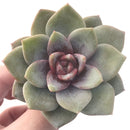 Echeveria 'German Champaign' 3" Succulent Plant