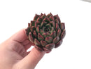 Echeveria Agavoides 'Golden Bear' 3" Succulent Plant