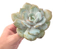 Echeveria 'Cream Tea' 4" Powdery Large Succulent Plant