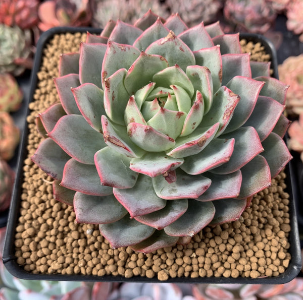 Echeveria sp. 5" Succulent Plant