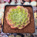 Echeveria 'Abiyu' 2"-3" (Setosa Hybrid) Succulent Plant