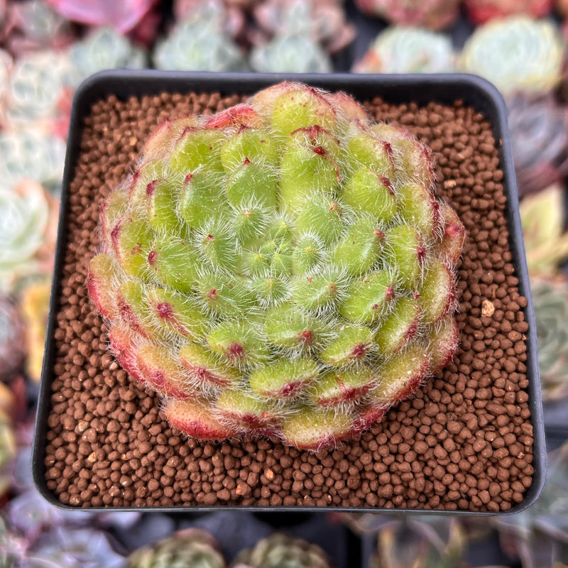 Echeveria 'Abiyu' 2"-3" (Setosa Hybrid) Succulent Plant