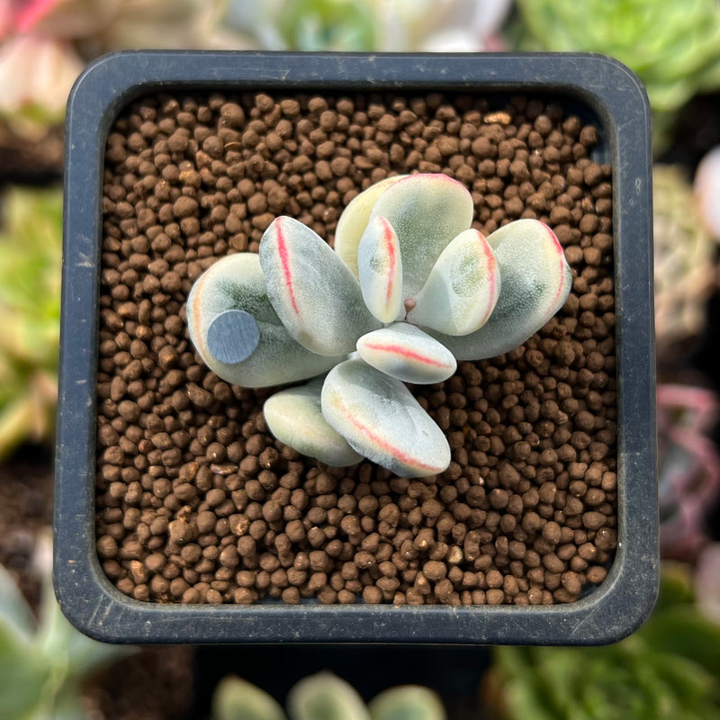 Cotyledon 'Orbiculata' Variegated 1" Cutting Succulent Plant *Cutting*