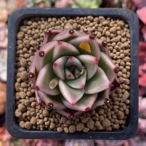 Echeveria Agavoides 'Kobane' 1" Succulent Plant