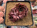 Echeveria Agavoides 'Red Bell' 3" Succulent Plant